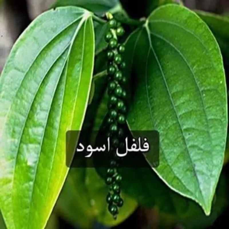 ارض زراعيه مسجله ٥١فدان