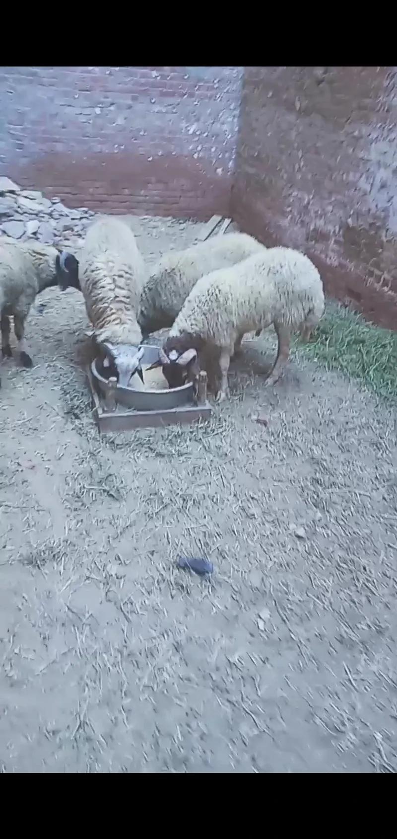 خروف برقي فاخر