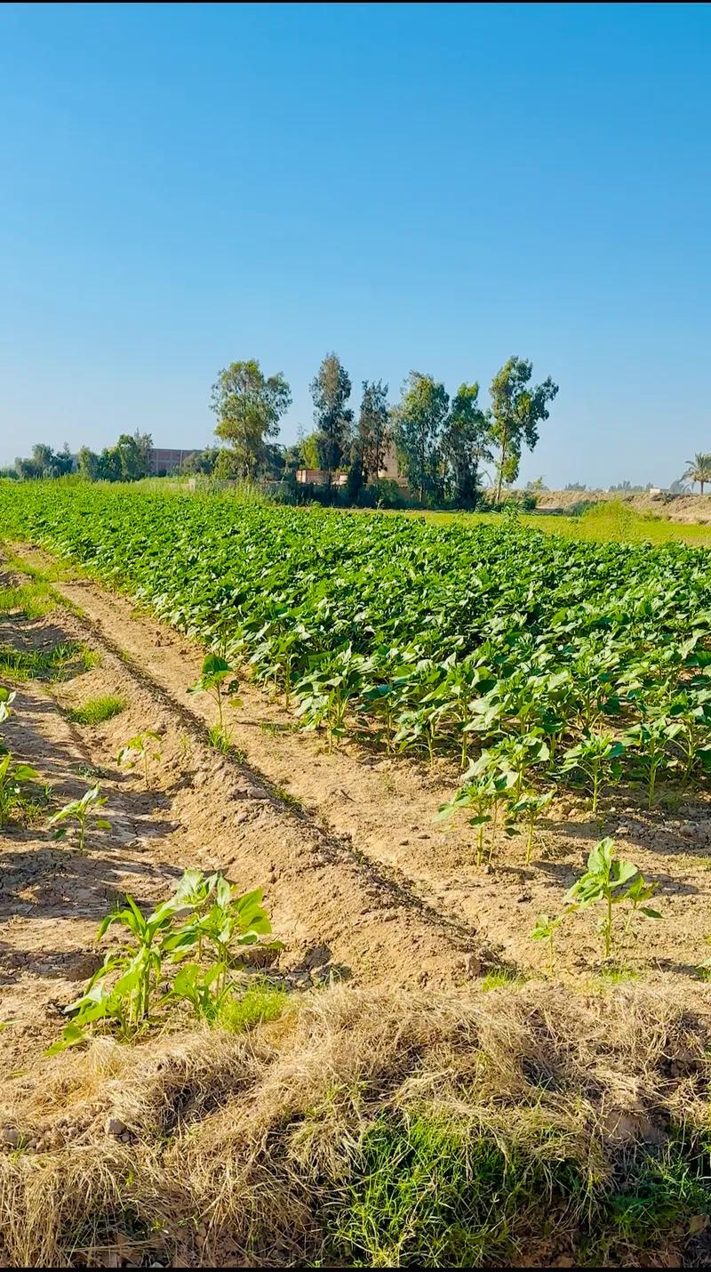 2 فدان زراعي بموقع متميز