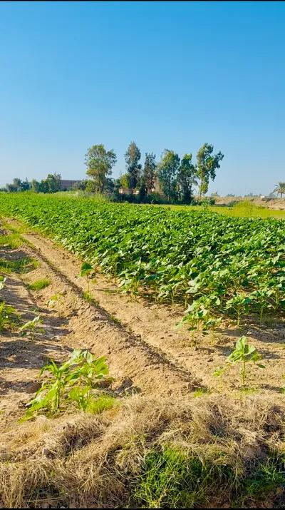 2 فدان زراعي بموقع متميز