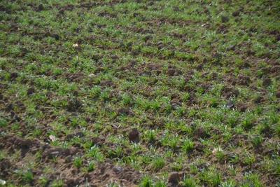 ارض للبيع 30 فدان فقط