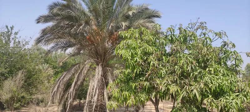 الريف الاوروبي