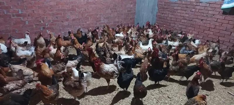 فراح بلدي بياضه وللدبح للبيع في إسكندرية