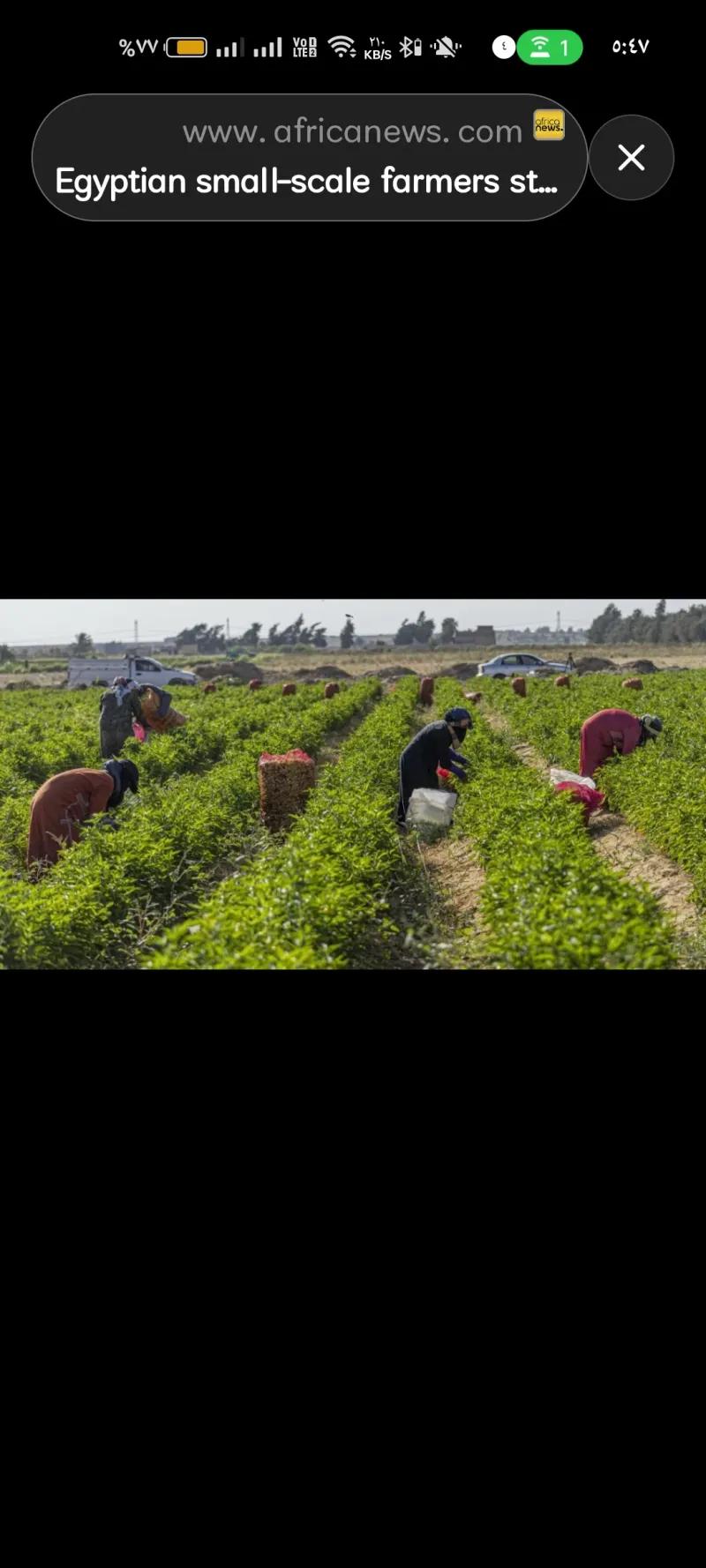 ارض مستصلحة للبيع