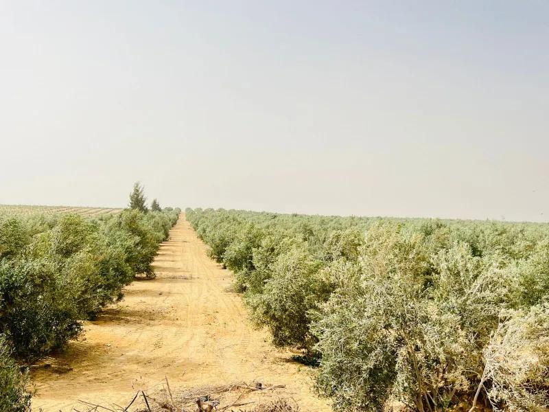 حدائق وادي النطرون شركه افرولاند