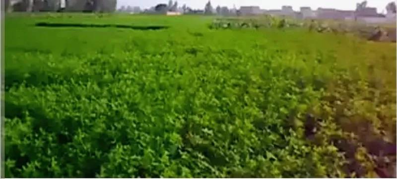 ارض زراعيه ٢٣ فدان ري بالراحه