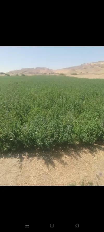 ارض زراعية للبيع في الوادي الجديد