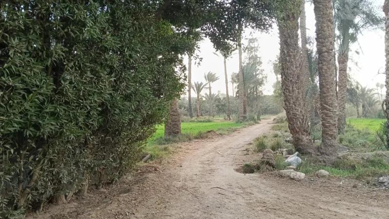 فرصة مميزة أرض بجوار المتحف الجديد ٢٠فدان واجهة على