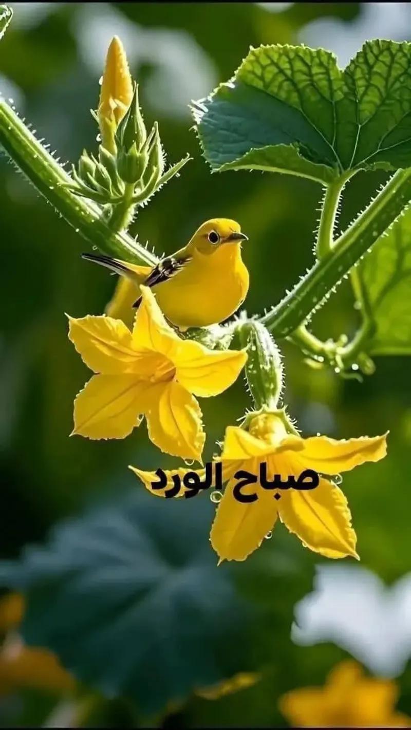 فرصة .شقة العمر