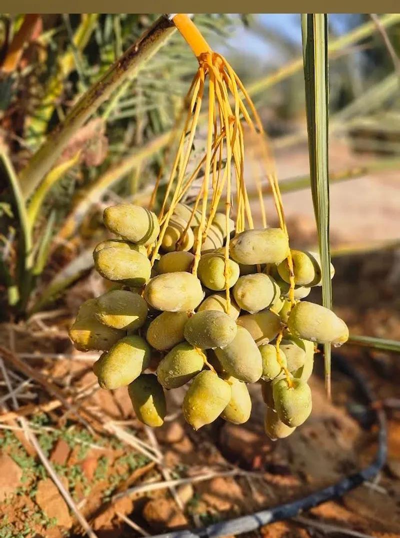 ارض زراعيه للبيع بالواحات البحريه