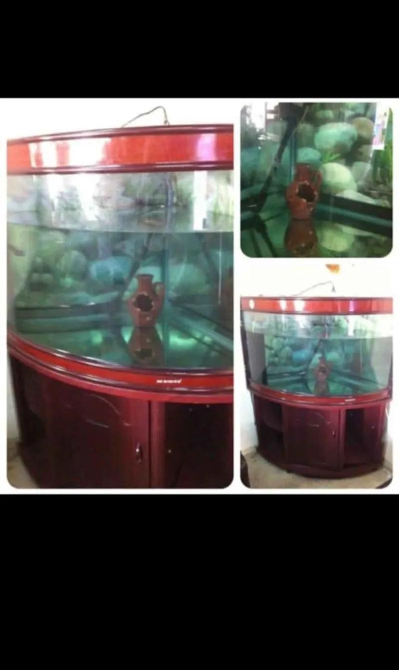 حوض سمك بوجه بانوراما