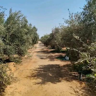 مزرعه للبيع