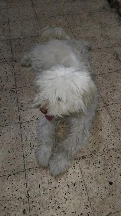 دكر لولو ابيض للبيع في جسر السويس, القاهرة - 500 EGP