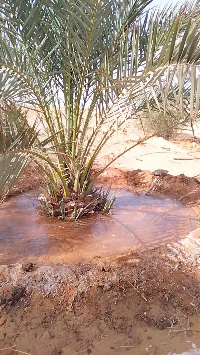 أرض زراعيه 12 فدان مميزة بالواحات البحرية