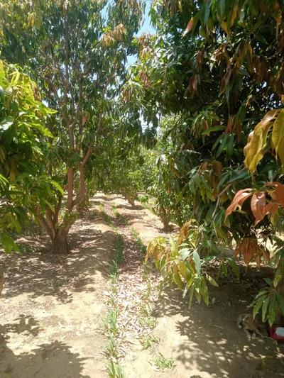 فیلا للبيع في حي الجناين