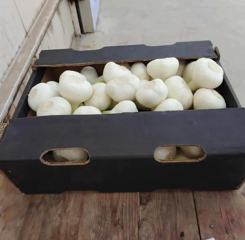 توم مصري درجه اولي