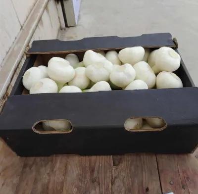 توم مصري درجه اولي في العدوة, المنيا - 43,000 EGP