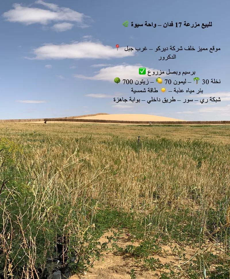 للبيع مزرعة جاهزة بالكامل – موقع مميز – استثمار زراعي واعد